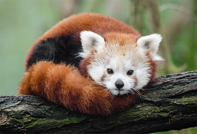 Red Panda Intarsia Pattern – Free Scroll Saw Patterns